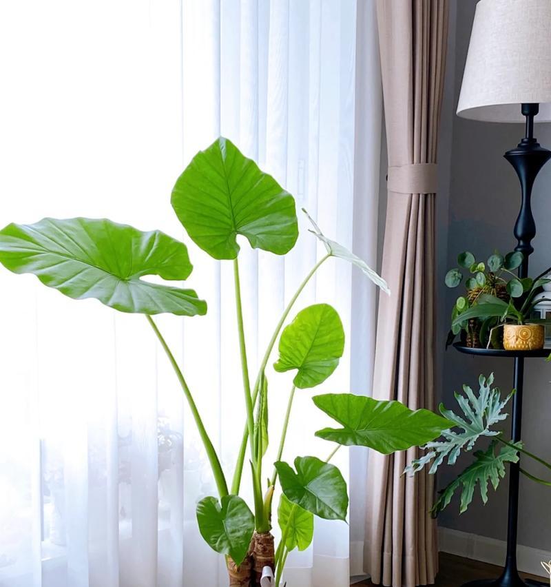 天涯生病养什么植物？哪些植物有助于改善室内空气质量？