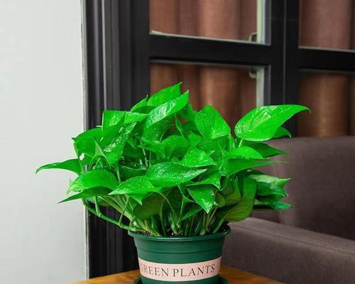 天涯生病养什么植物？哪些植物有助于改善室内空气质量？