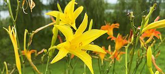 百合花在蓝天下象征什么？