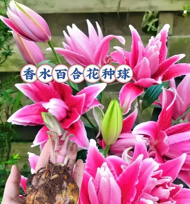 百合花在蓝天下象征什么？