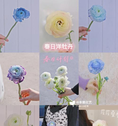 花卉固定架子的正确名称是什么？如何选择合适的花卉架子？