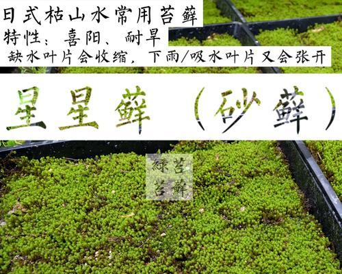 如何繁殖砂藓植物？有哪些有效方法？