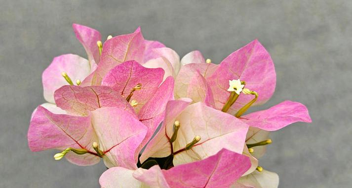 花卉遮黑是什么意思？这种现象对植物有何影响？