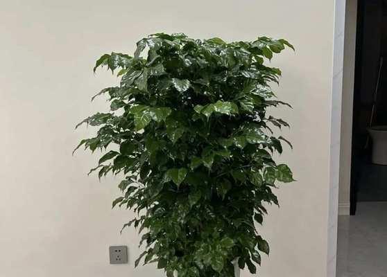 哪些花卉具有镇宅避邪的特性？