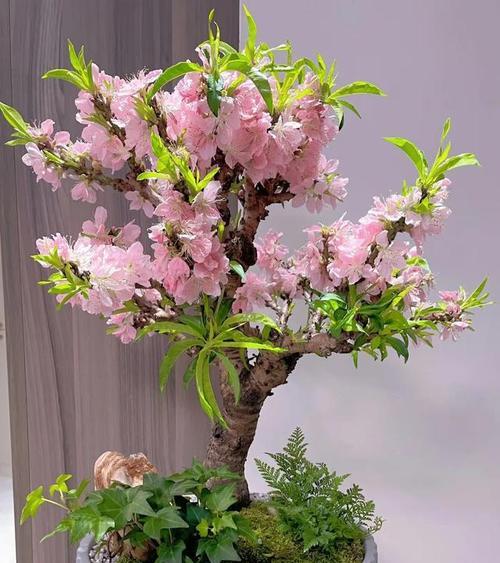 哪些花卉具有镇宅避邪的特性？
