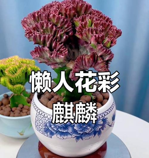 哪些花卉具有镇宅避邪的特性？