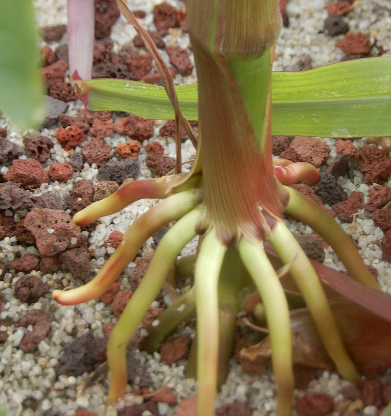 食虫植物需要哪些专用土壤？如何选择合适的土壤？