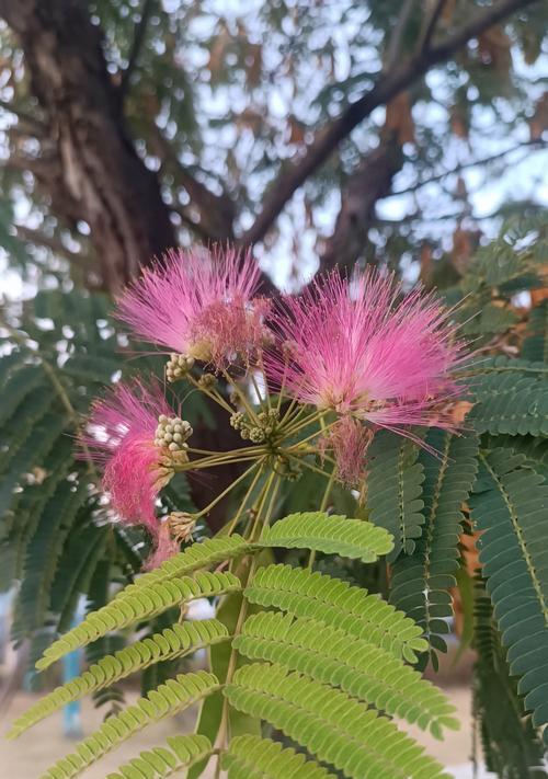 合欢花代表什么情感？花语背后有何寓意？