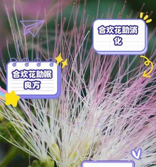 合欢花代表什么情感？花语背后有何寓意？