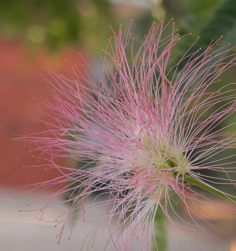 合欢花代表什么情感？花语背后有何寓意？