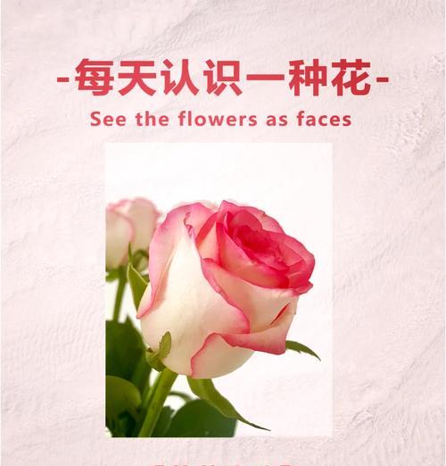 “有你心里只有玫瑰花”表达的是什么情感？
