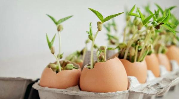 蛋壳种植种子的方法是什么？蛋壳对植物生长有何益处？