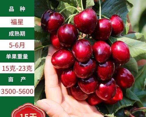 八年樱桃树的种植方法是什么？