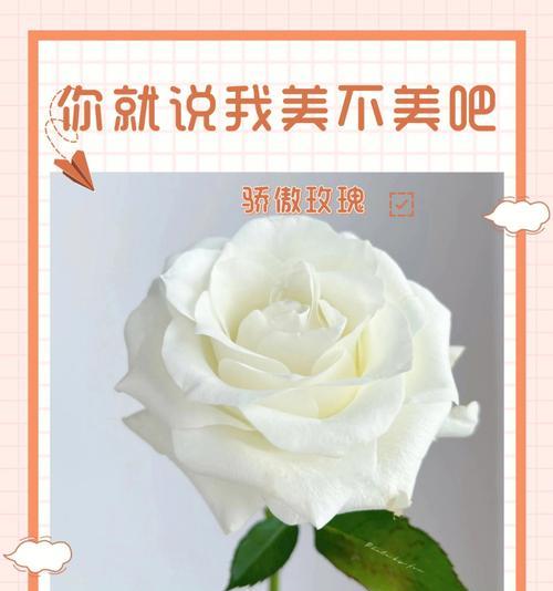 白玫瑰的含义是什么？为什么说它们难以看透？