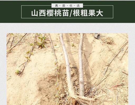 八年樱桃树的种植方法是什么？