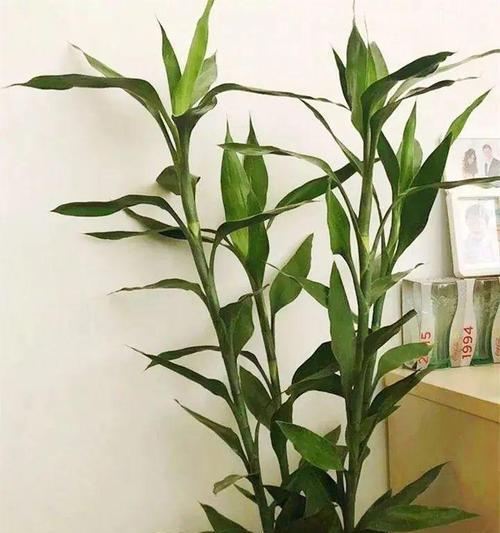 哪些植物有助于招桃花？如何正确摆放这些植物？