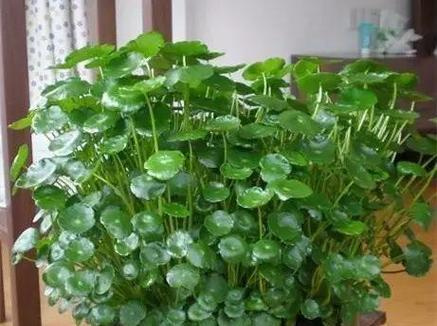 哪些植物有助于招桃花？如何正确摆放这些植物？