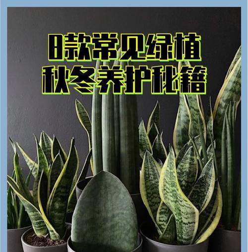冬天植物有哪些特点？如何养护？