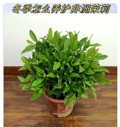 冬天植物有哪些特点？如何养护？