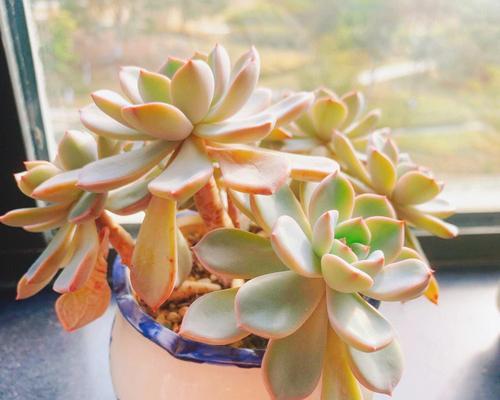 冬天植物有哪些特点？如何养护？