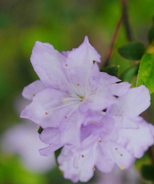 杜鹃花的花语及其代表的意义是什么？