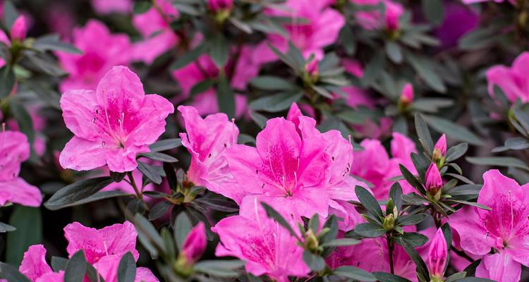 杜鹃花的花语及其代表的意义是什么？