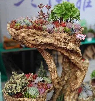 木头上适合种植哪些类型的盆栽植物？木头盆栽的养护技巧是什么？