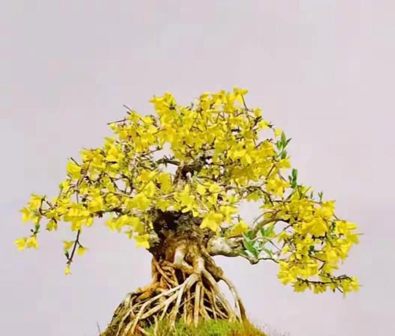木头上适合种植哪些类型的盆栽植物？木头盆栽的养护技巧是什么？