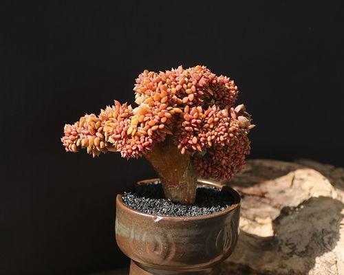 木头上适合种植哪些类型的盆栽植物？木头盆栽的养护技巧是什么？