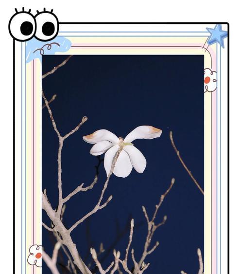 花卉闪光灯带什么颜色好看？如何选择合适的灯光颜色？