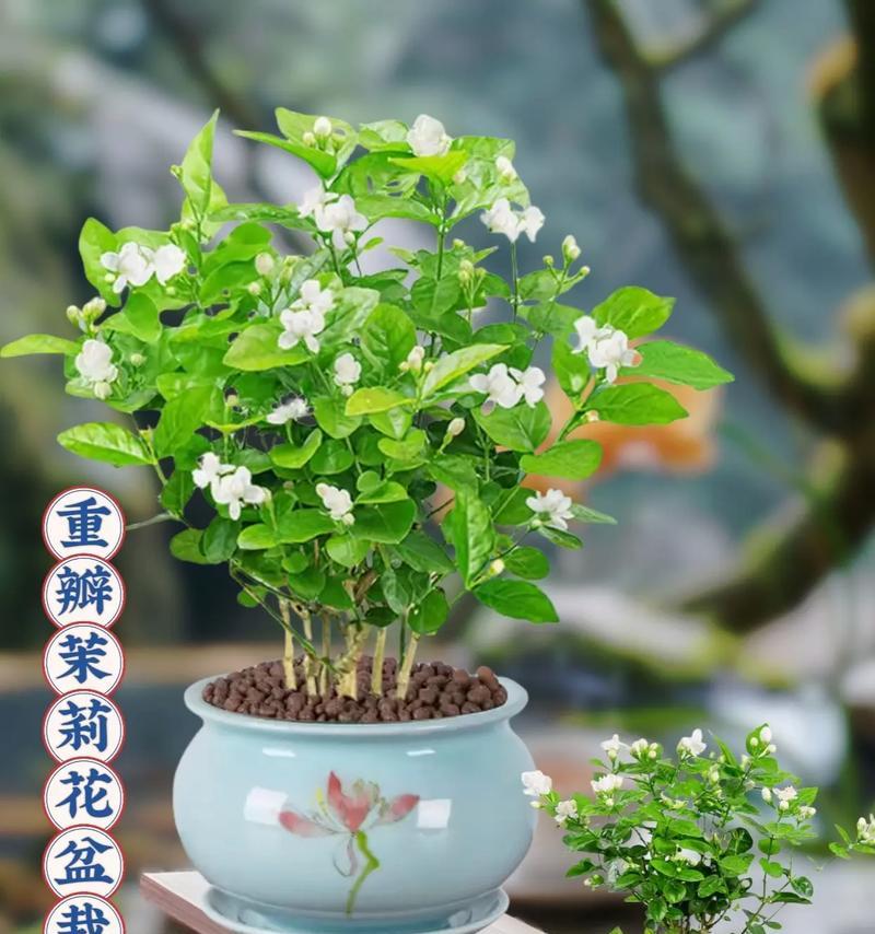 送盆栽花给女生有何寓意？盆栽花在礼物中象征着什么？