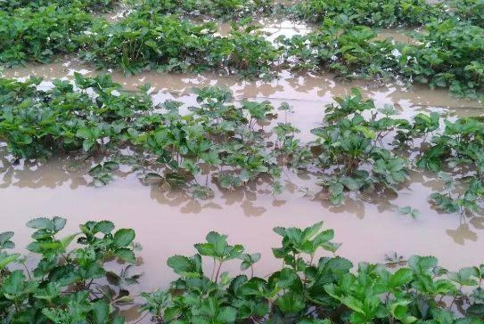 植物被水淹多久会导致死亡？