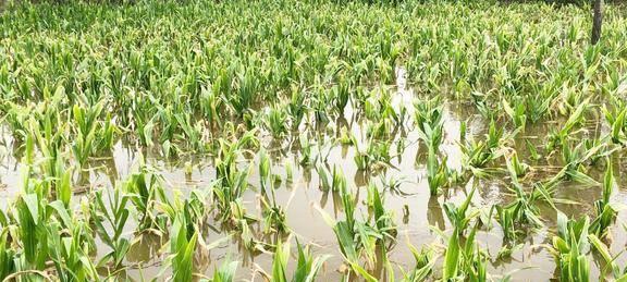 植物被水淹多久会导致死亡？