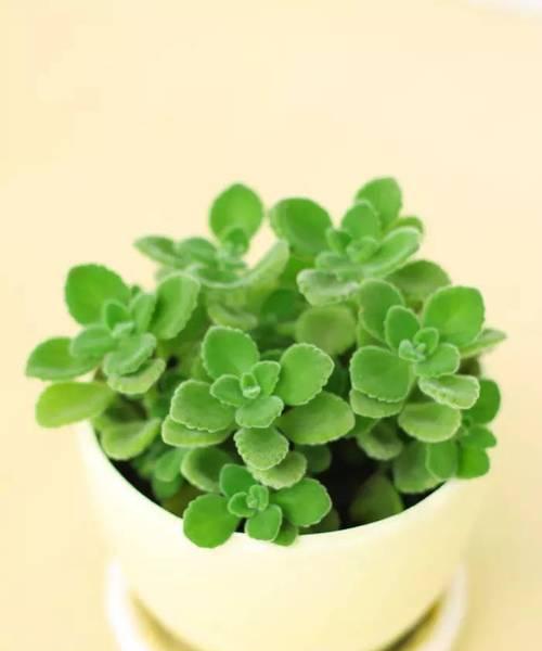 迷你盆栽带香味的植物有哪些？如何选择适合的香味植物？