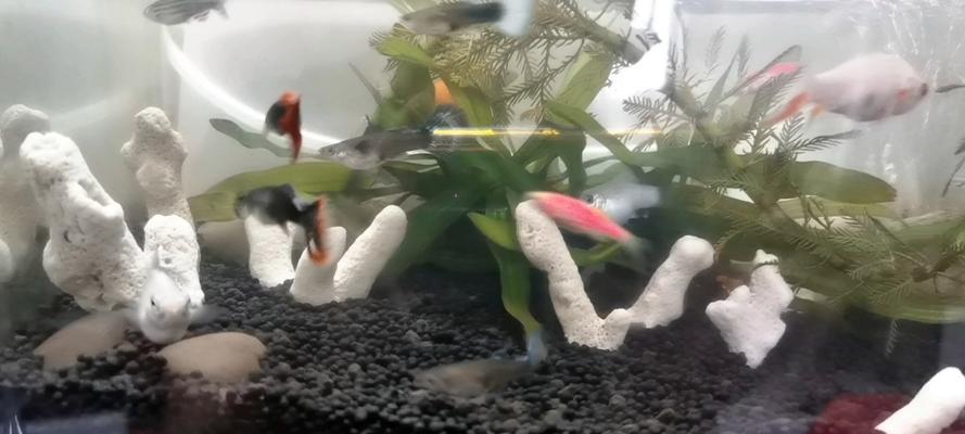 珊瑚骨种植植物有哪些？珊瑚骨适合种植哪些植物？