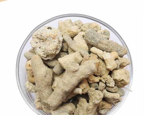 珊瑚骨种植植物有哪些？珊瑚骨适合种植哪些植物？