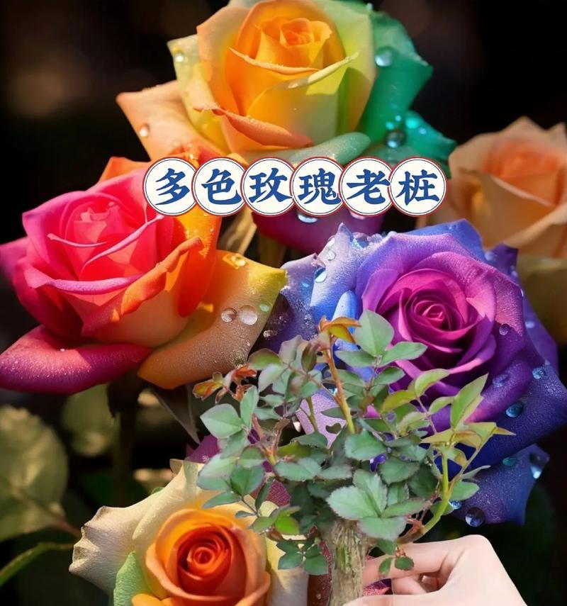 七朵玫瑰花代表了什么寓意？它们象征着什么？