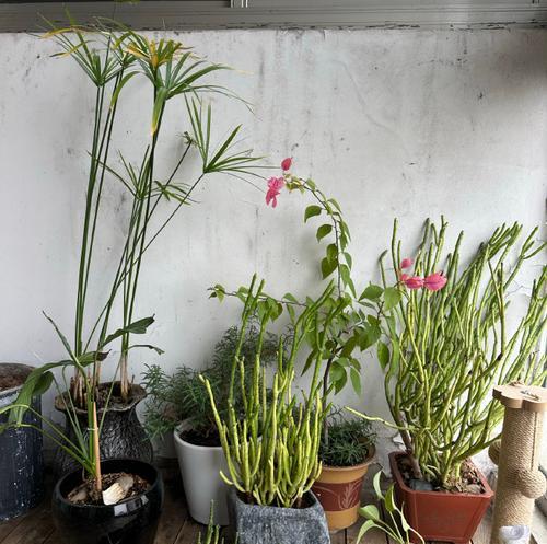 如何养护不需要浇水的阳台植物？