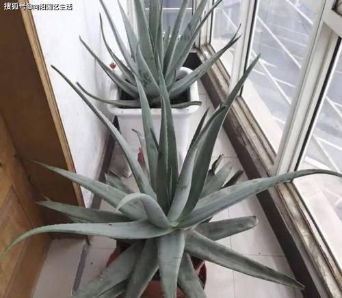 如何养护不需要浇水的阳台植物？