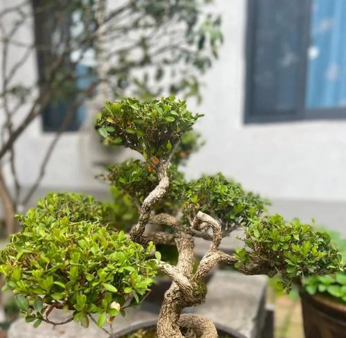 柱头旁适合放置哪些植物？有什么讲究？