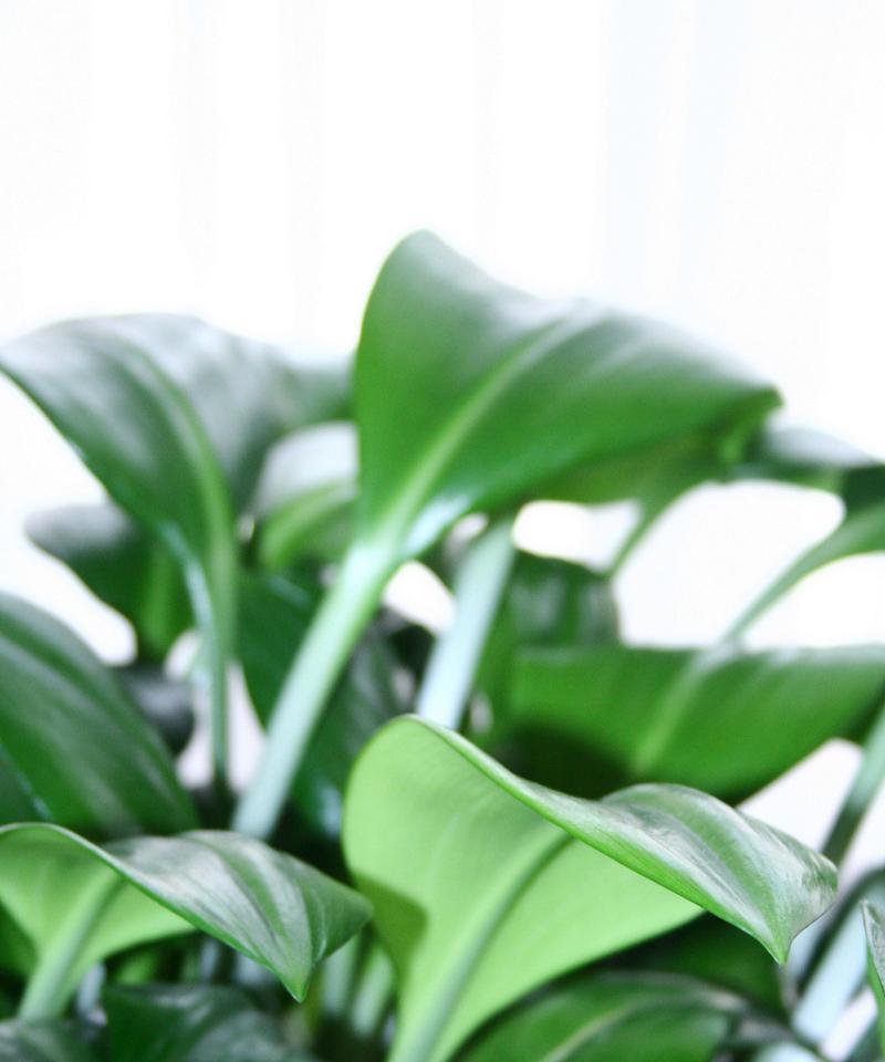 灌叶植物有哪些种类？它们有什么共同特点？