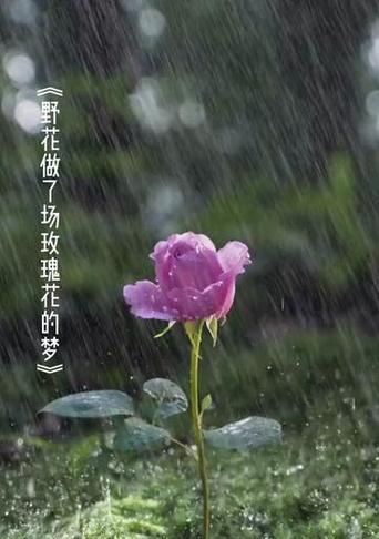 玫瑰花象征爱情还是野花？玫瑰花作为野花的含义是什么？