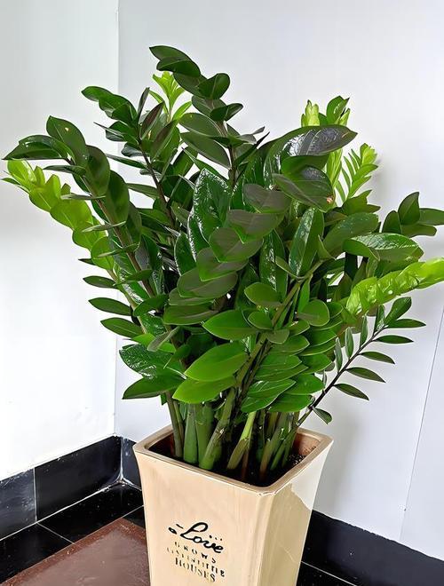 植物节节高如何养护？节节高生长的秘诀是什么？