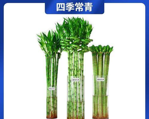 植物节节高如何养护？节节高生长的秘诀是什么？