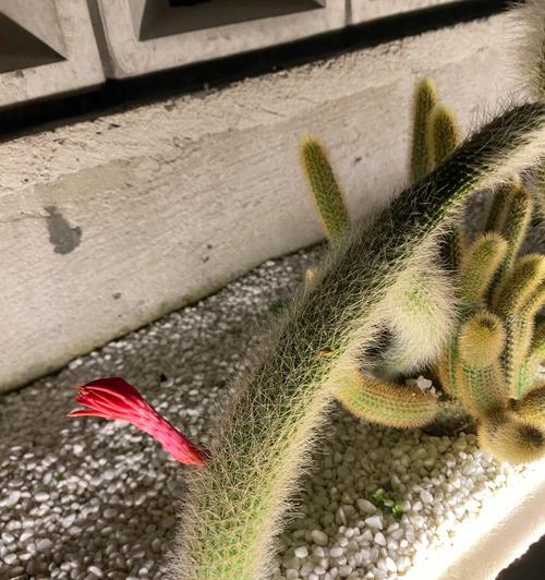 叶子长刺的植物有哪些？刺植物的养护和注意事项是什么？