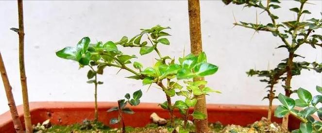 叶子长刺的植物有哪些？刺植物的养护和注意事项是什么？