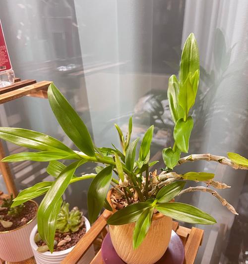 洗手间适合种植哪些植物？它们的养护方法是什么？