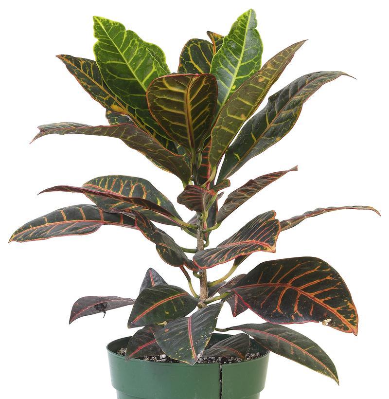 洗手间适合种植哪些植物？它们的养护方法是什么？