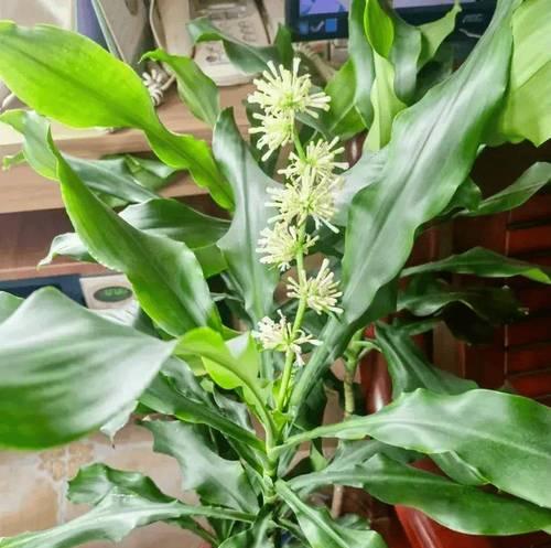 洗手间适合种植哪些植物？它们的养护方法是什么？