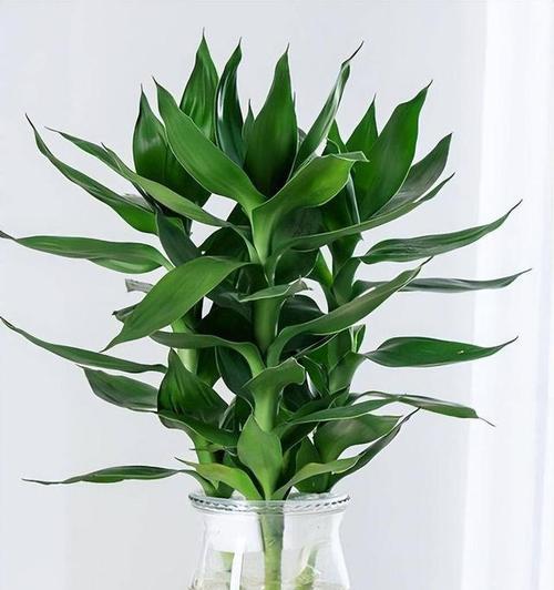 夏季茂盛的植物有哪些？如何选择适合夏季的植物？